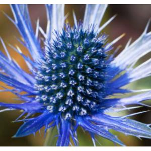 ซี ฮอลลี่ (See Holly)