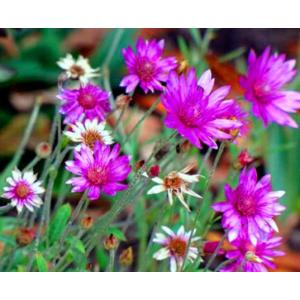 อิมมอร์เทล (Immortelle / Xeranthemum annuum)**