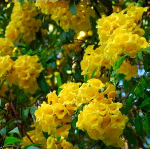 ทองอุไร (Yellow Bell / Tecoma stans / Trumpet flowers)
