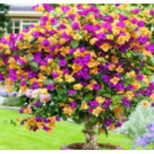 เฟื่องฟ้า (Bougainvillea / Paper flower) / เฟื่องฟ้าดอกซ้อน