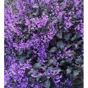 อาจูก้า / ม่วงกำมะหยี่ / ม่วงมณี (Mona Lavender / Spur flower)