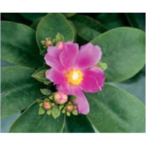 กุหลาบเมาะลำเลิง (Bastard Rose, Rose Cactus)