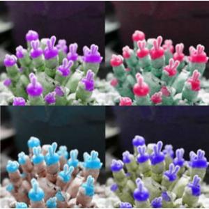 หูกระต่าย (Monilaria Obconica)