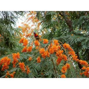 ทองพลุ (Colville's Glory / Colvillea racemosa)