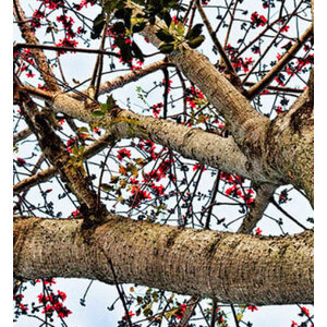 งิ้ว / งิ้วแดง / งิ้วชมพู