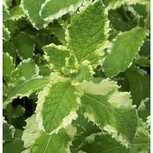 พายแอบเปิ้ล มินท์ (Pineapple Mint) / Apple Mint