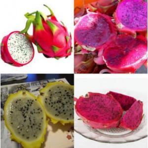 แก้วมังกร (Dragon Fruit / Pitaya)