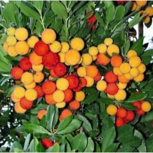 สตรอเบอรี่ต้น (Strawberry tree / Arbutus unedo)