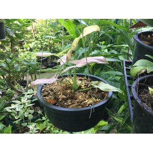 เงินไหลมา / ออมเงิน / ออมทอง / ออมนาค / ออมชมพู / ซินโกเนียม (Syngonium)