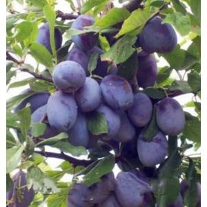 พรุน (Prune) / พลัม (Plum) / ไหน