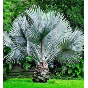 ปาล์ม (Palm) / ปาล์มจีน