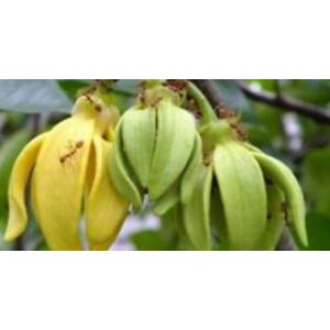 การเวก (manorangini, hara-champa, kantali champa)