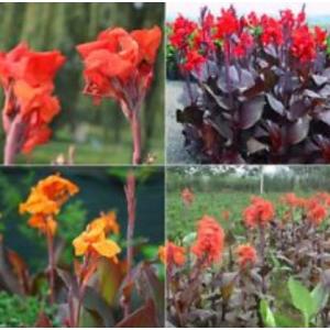พุทธรักษา (Canna / Canna Lily)