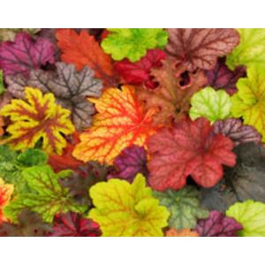 ฮิวเชร่า / ฮูเคอร์อา (Heuchera) / Coral Bells