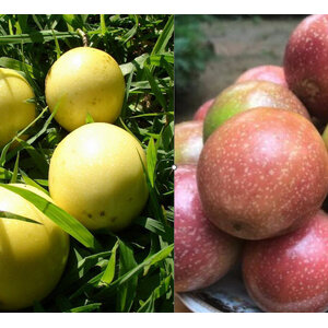 เสาวรส / กระทกรกฝรั่ง (Passion fruit)