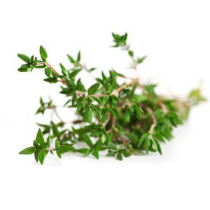 ไทม์ (Thyme)