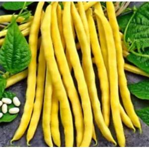 ถั่วแขก (Bush bean / Common bean)