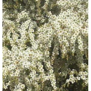 Manuka Jellybush / Tantoon Tea Tree