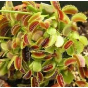 กาบหอยแครง (Venus Flytrap)