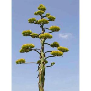 ว่านภูเขา (Hardy Century Plant / Agave Montana)