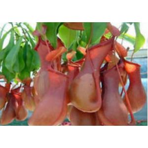 หม้อข้าวหม้อแกงลิง (Nepenthes)