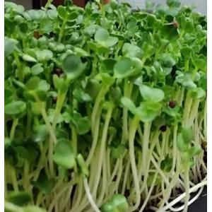 ไควาเระ (Kaiware) / ต้นอ่อนหัวผักกาด (ไชเท้า)