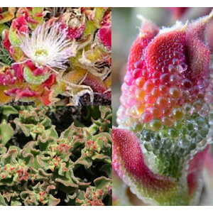 ไอซ์ แพล้นท์ (Common Iceplant / Crystalline Ice)