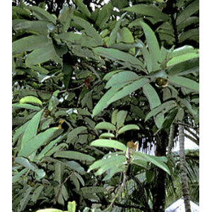 มะริด (Velvet Apple / Mabolo)