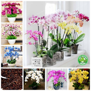 ฟาแลนน็อปซิส / เขากวางอ่อน (Phalaenopsis / Moth orchid)