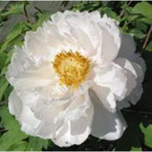 บัวหิมะ (Saussurea, Snow Lotus)