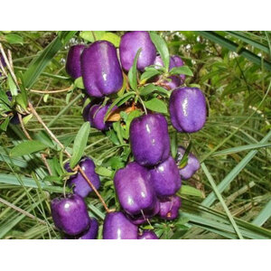 แอปเปิลเบอรี่ (Appleberry)