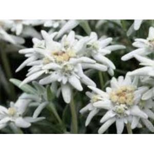 เอเดลไวส์ (Edelweiss)