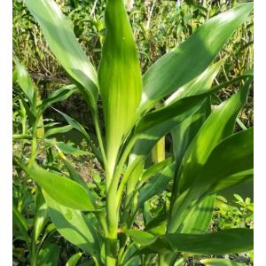 ไผ่กวนอิม (Lucky bamboo)