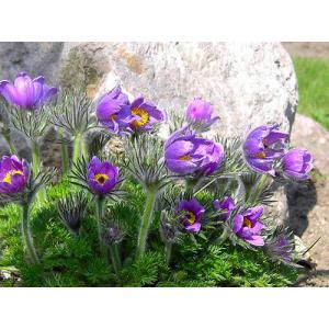 พาสคิว ฟลาวเวอร์ (Pasque flower)