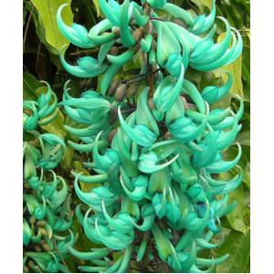 พวงหยก (Jade vine / Emerald creeper)