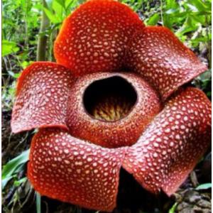 บัวผุด / บัวตูม (Rafflesia)