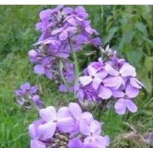 สวีท ร็อคเก็ท (Sweet Rocket)