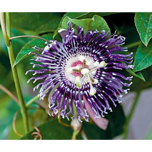 สร้อยฟ้า (Passion Flower) / สร้อยฟ้าฮาวาย / ศรีมาลา