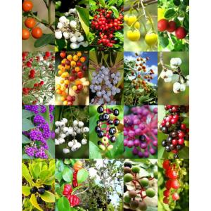 รวมผลไม้ตระกูลเบอรี่ (Berries Mix)