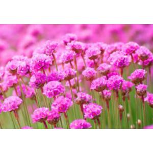 ซี ทริฟท์ (Sea Thrift / Armeria Maritima)