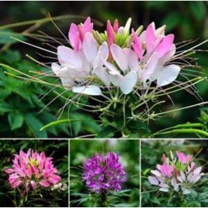 เสี้ยน / เสี้ยนฝรั่ง (Spider flower / Cleome) / ผักเสี้ยน