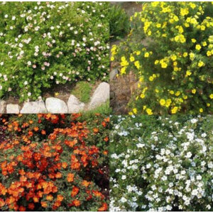 ซินคิวฟอยล์ (Cinquefoil) / โพเท็นทิลล่า (Potentilla)