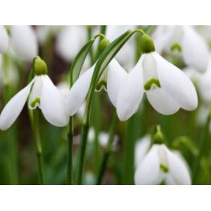 หยาดหิมะ (Snowdrop) / กาแลนธัส (Galanthus)