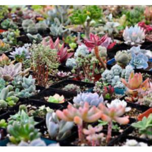 พืชอวบน้ำ (Succulents) / ไลท็อปส์ (Lithops) / หินมีชีวิต