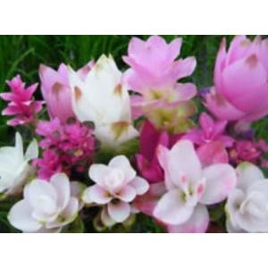 กระเจียว / ปทุมมา / ทิวลิปสยาม (Siam Tulip)