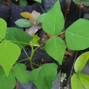 ทองหลาง (Indian Coral Tree) / ทองหลางด่าง