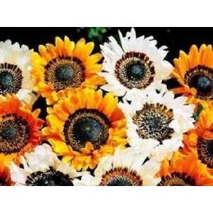 เวนีเดียม (Venidium / Monarch of the Veldt)