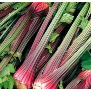 คื่นช่าย / คื่นช่ายฝรั่ง / เซเลอรี่ (Celery) / จิงจูฉ่าย (White mugwort) / โกศจุฬาลัมพา