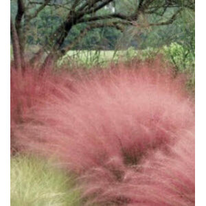 หญ้าประดับ / หญ้าภูเขา / หญ้ากอเชีย / หญ้าไล่ยุง / หญ้ามูลี่