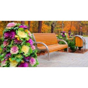 กะหล่ำประดับ / ปูเล่ (Ornamental Cabbage )